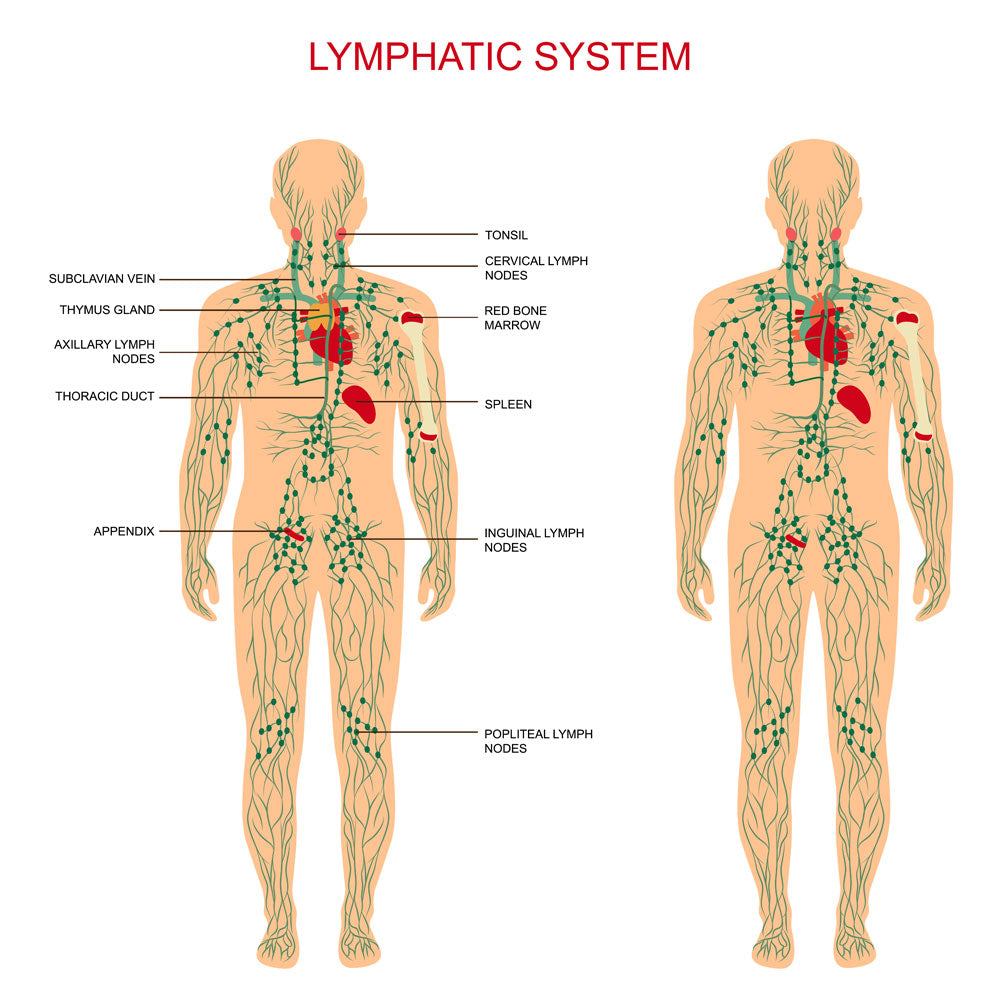 How Rebounders Effect your Lymphatic System
