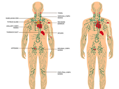 How Rebounders Effect your Lymphatic System